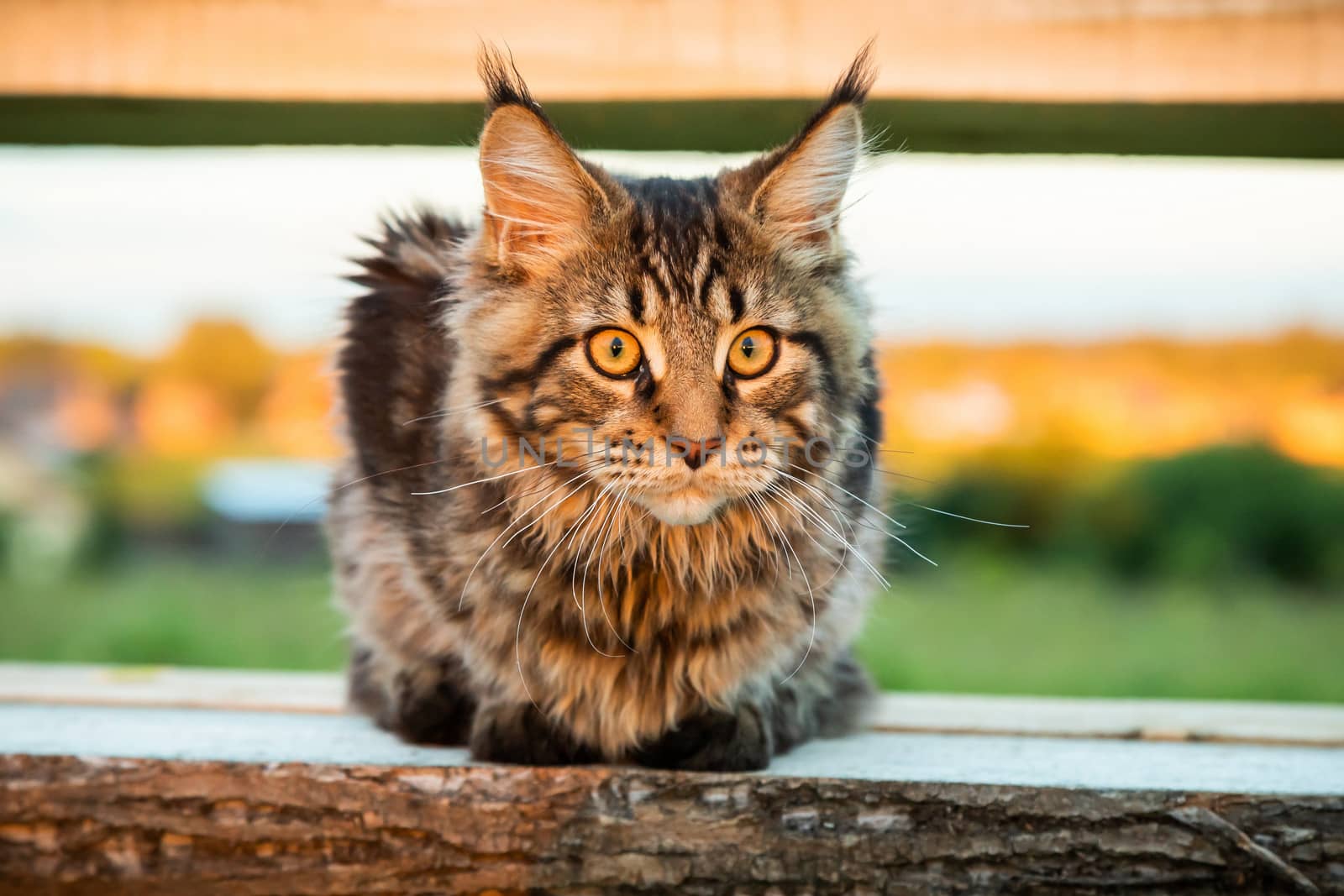 Black tabby Maine Coon cat sitting on a wooden bench in park. by sveter