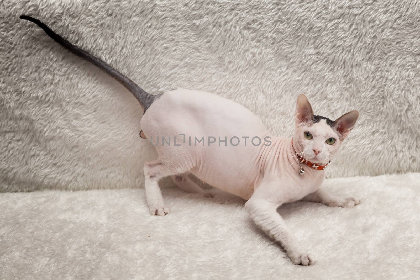 Bald Sphynx cat on a soft sofa