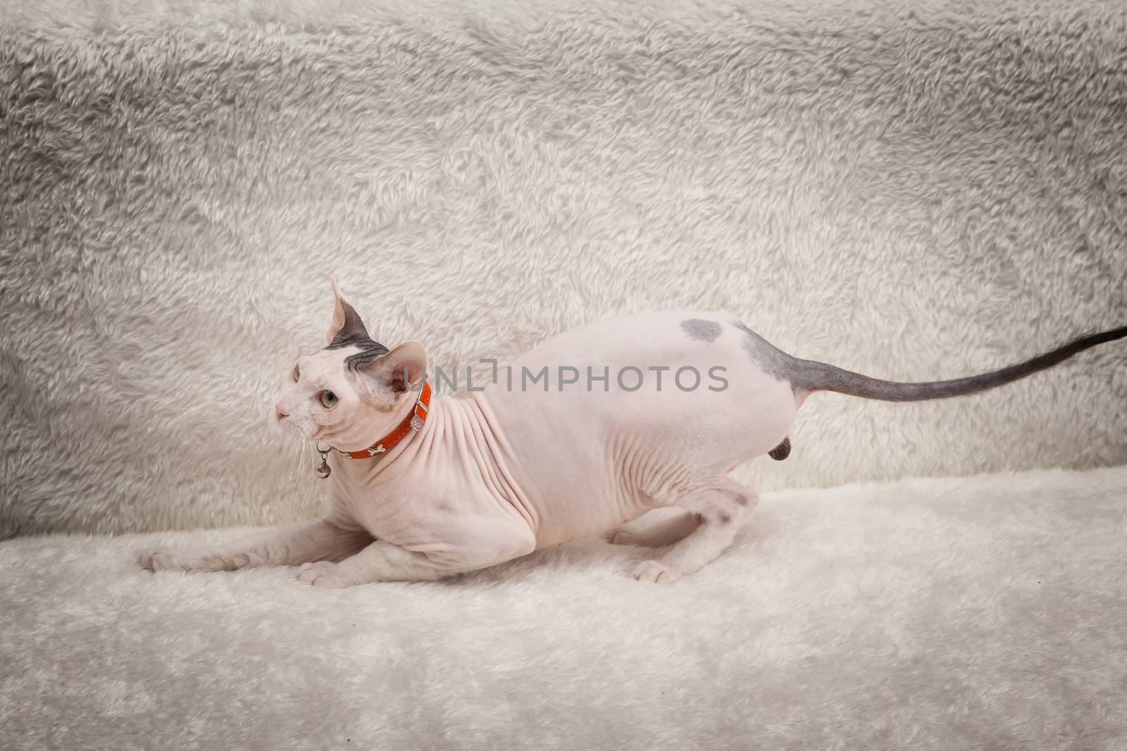 Bald Sphynx cat on a soft sofa