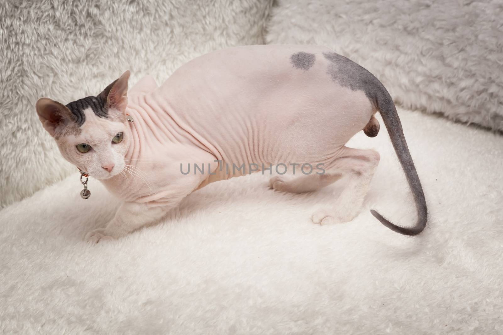 Bald Sphynx cat on a soft sofa