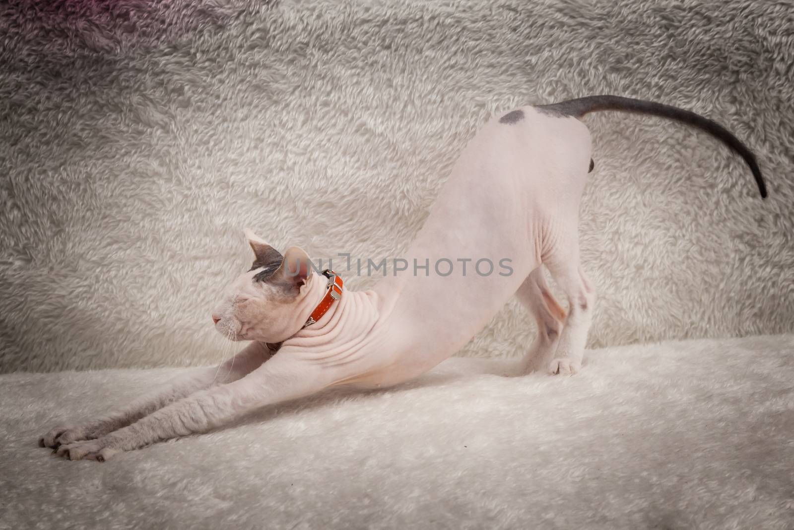 Bald Sphynx cat on a sofa by sveter