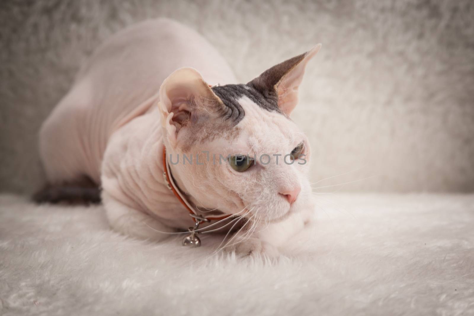 Bald Sphynx cat on a sofa by sveter