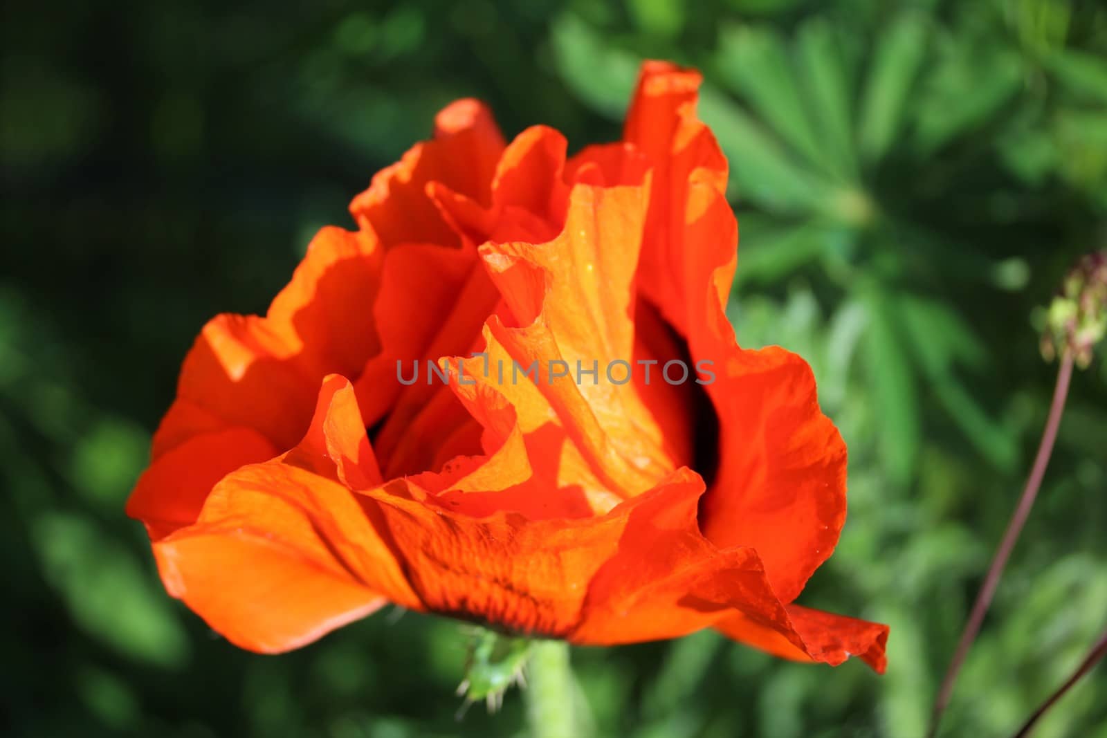 A poppy flower against a green background