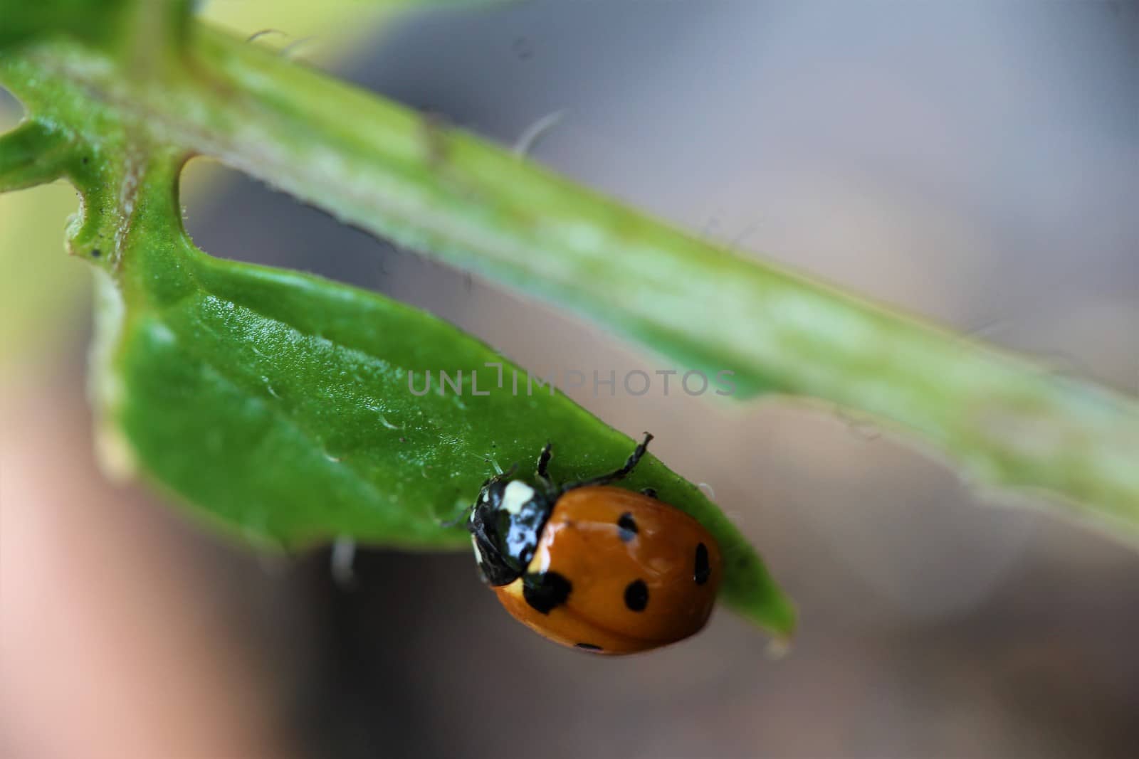 A ladybug as a close-up on a green plant
