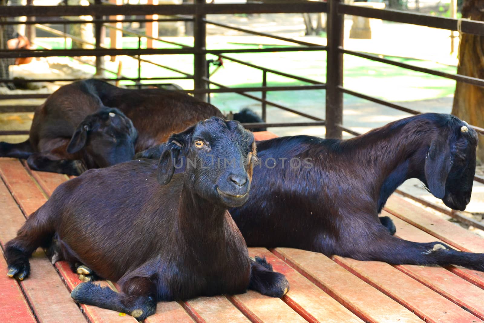 BANGKOK, TH - DEC 13: Goat at Dusit Zoo on December 13, 2016 in Khao Din Park, Bangkok, Thailand. Dusit Zoo is the oldest zoo in Bangkok, Thailand.