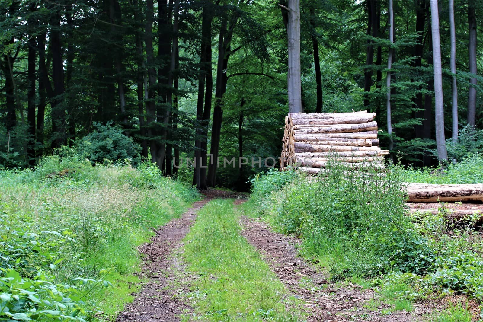 Natural path in the forest with grass on the median and stack of wood at one side by Luise123