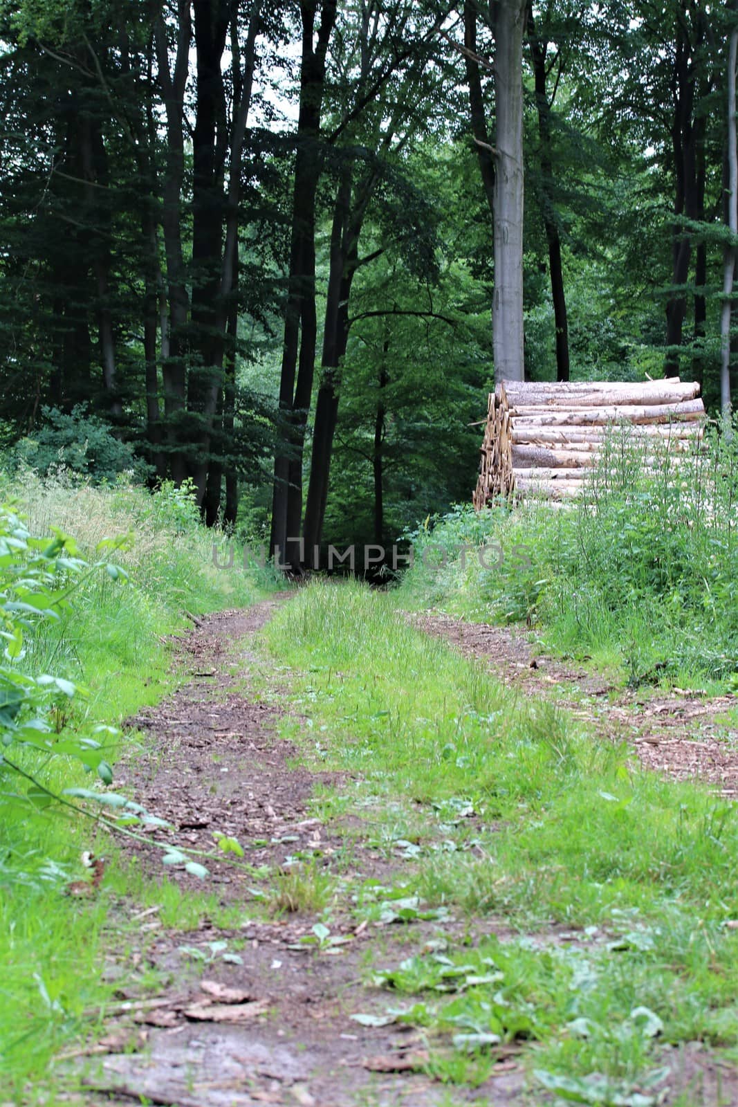 Forest path with grass on the median and stack of wood at one side by Luise123