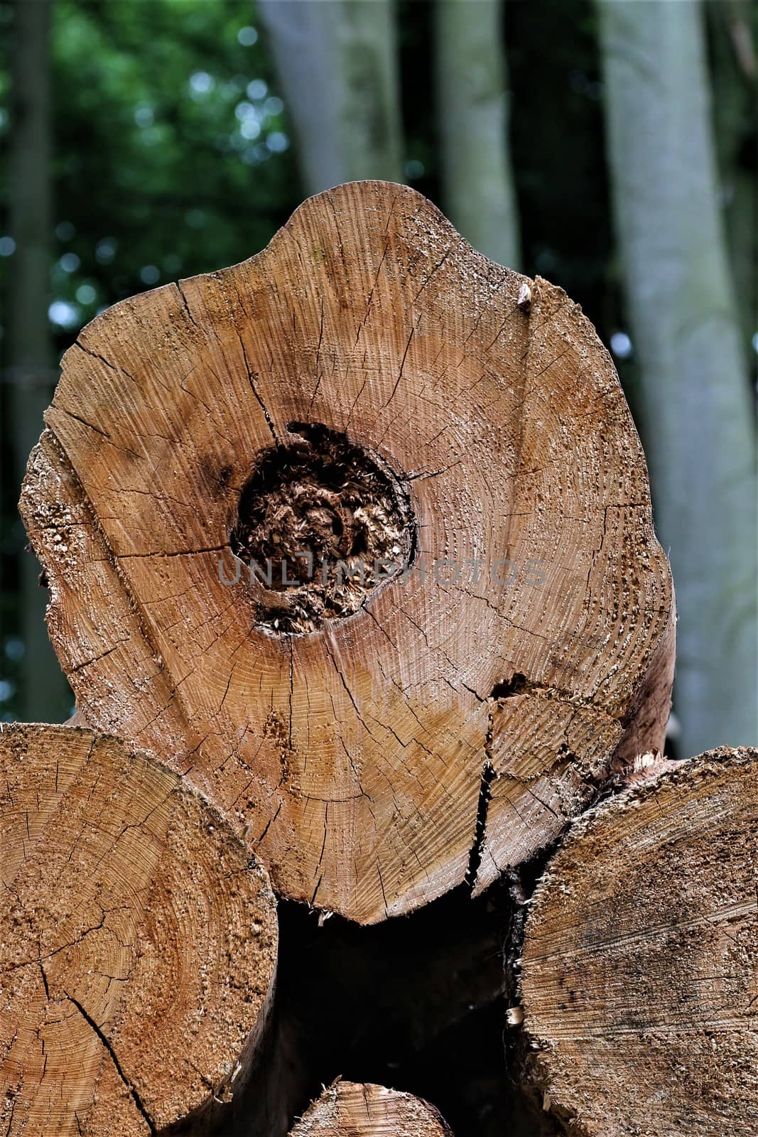 cut surface of a felled brown tree trunk