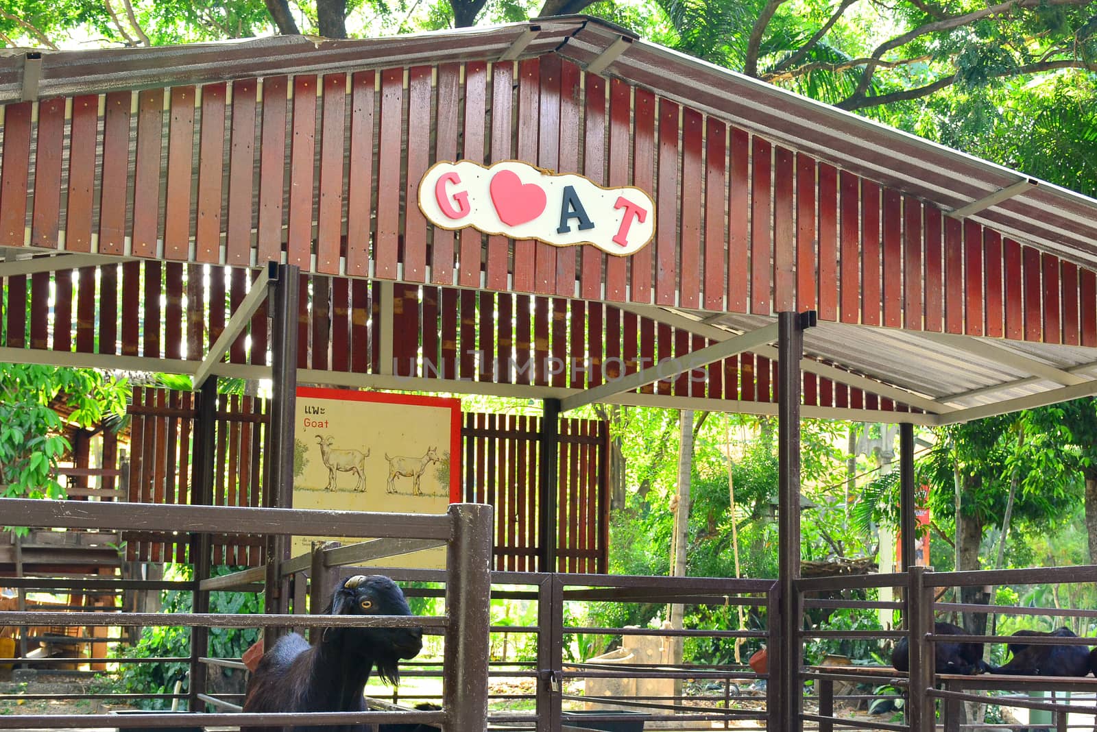 BANGKOK, TH - DEC 13: Goat at Dusit Zoo on December 13, 2016 in Khao Din Park, Bangkok, Thailand. Dusit Zoo is the oldest zoo in Bangkok, Thailand.