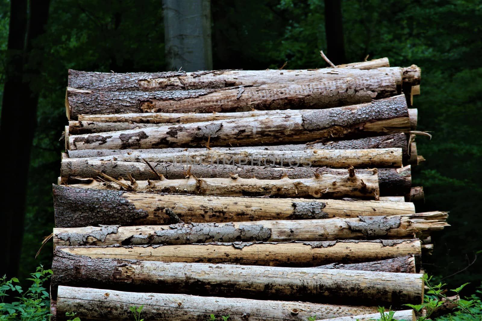 A stack of wood in the forest by Luise123