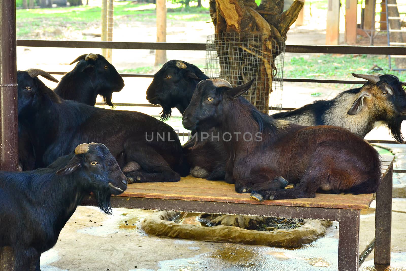 BANGKOK, TH - DEC 13: Goat at Dusit Zoo on December 13, 2016 in Khao Din Park, Bangkok, Thailand. Dusit Zoo is the oldest zoo in Bangkok, Thailand.