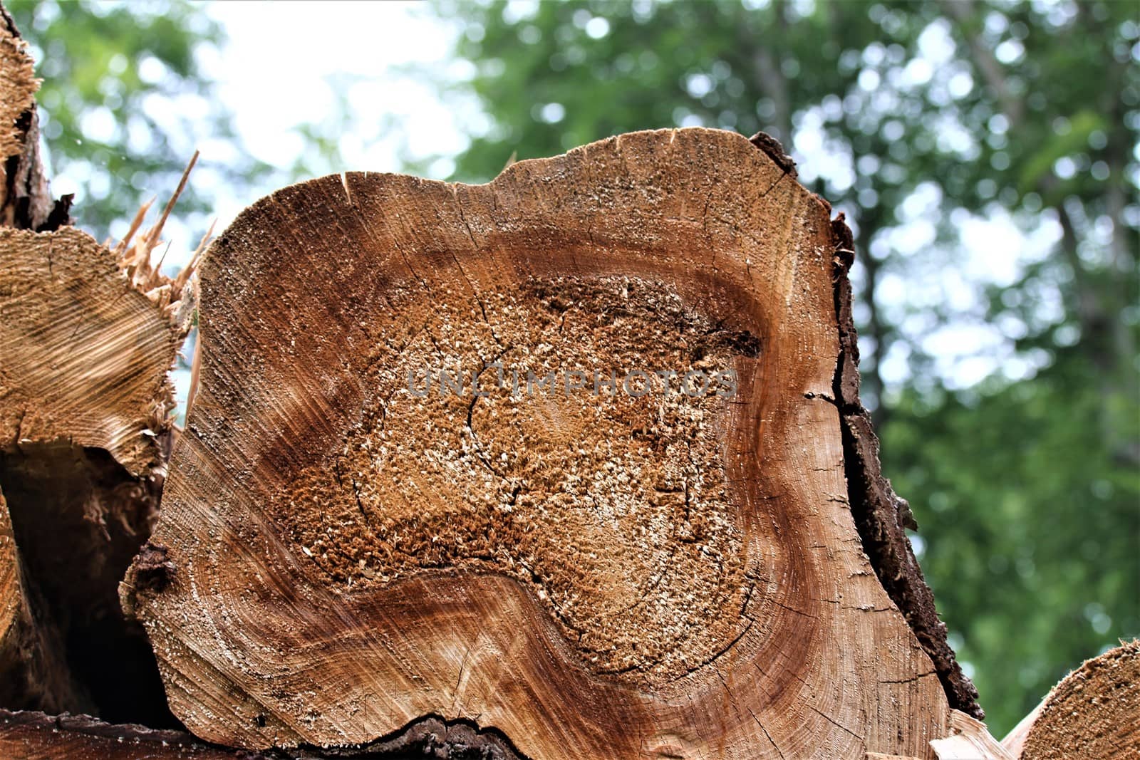 cut surface of a felled brown tree trunk