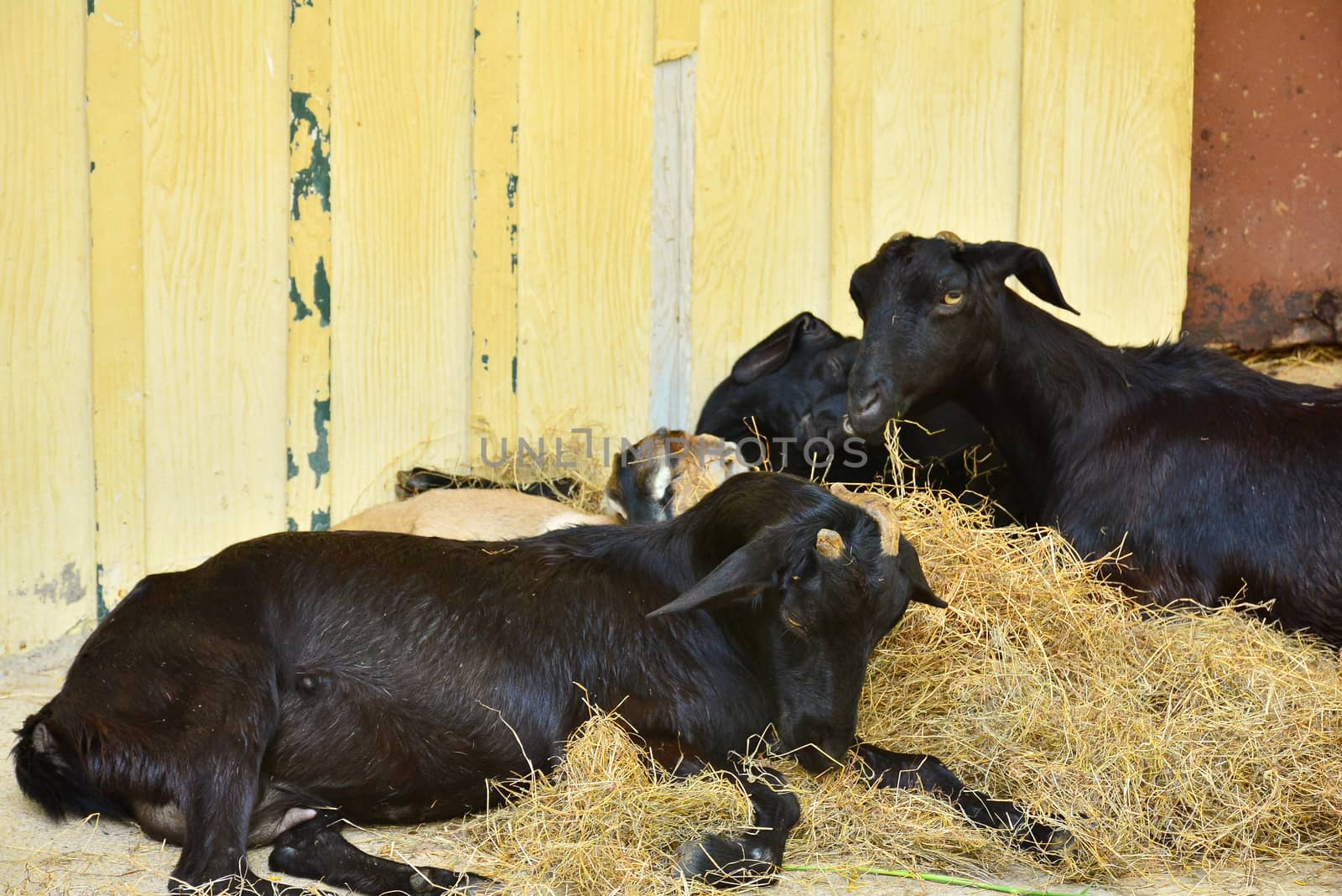 BANGKOK, TH - DEC 13: Goat at Dusit Zoo on December 13, 2016 in Khao Din Park, Bangkok, Thailand. Dusit Zoo is the oldest zoo in Bangkok, Thailand.