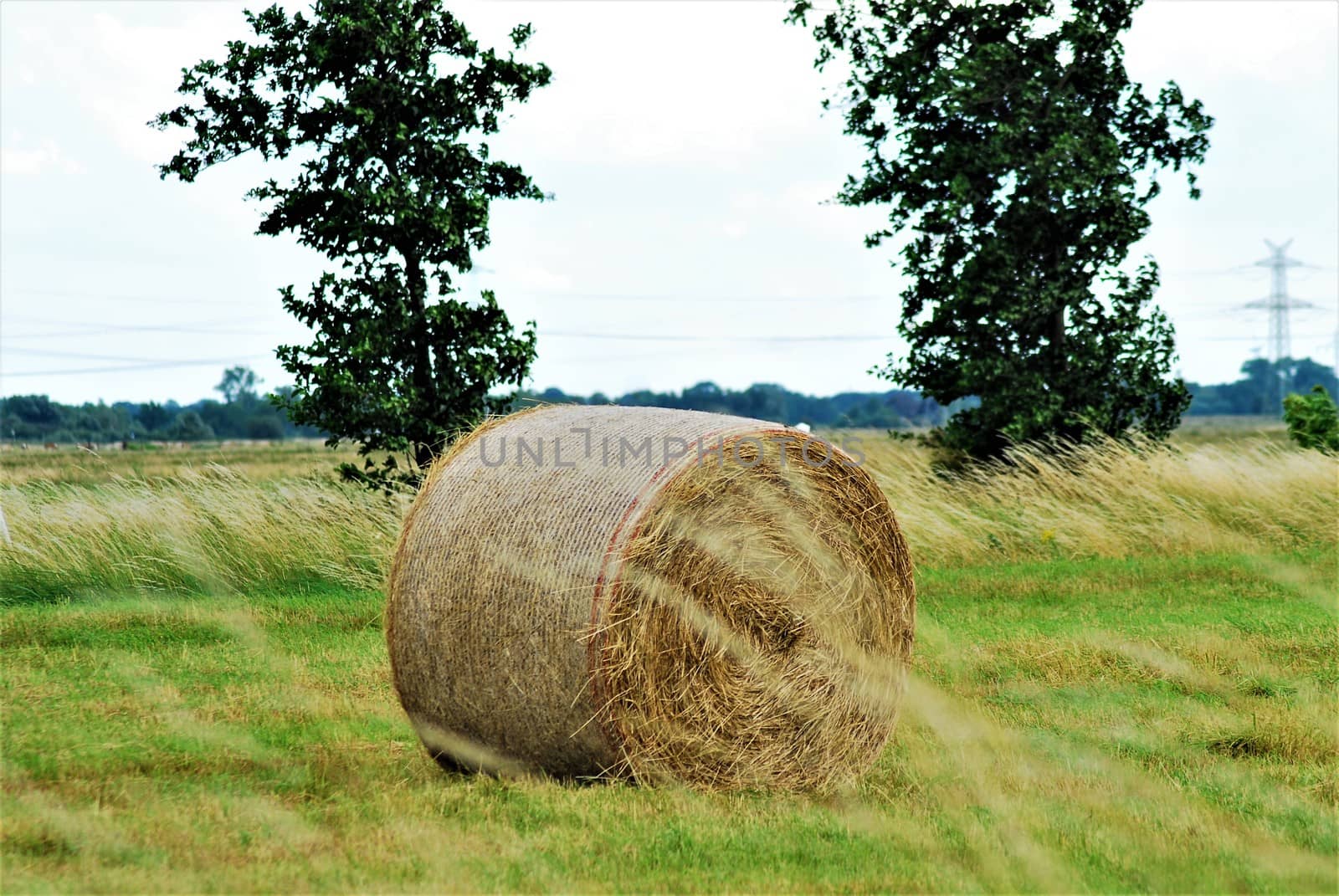 One round bale of hay on the meadow and trees in the background