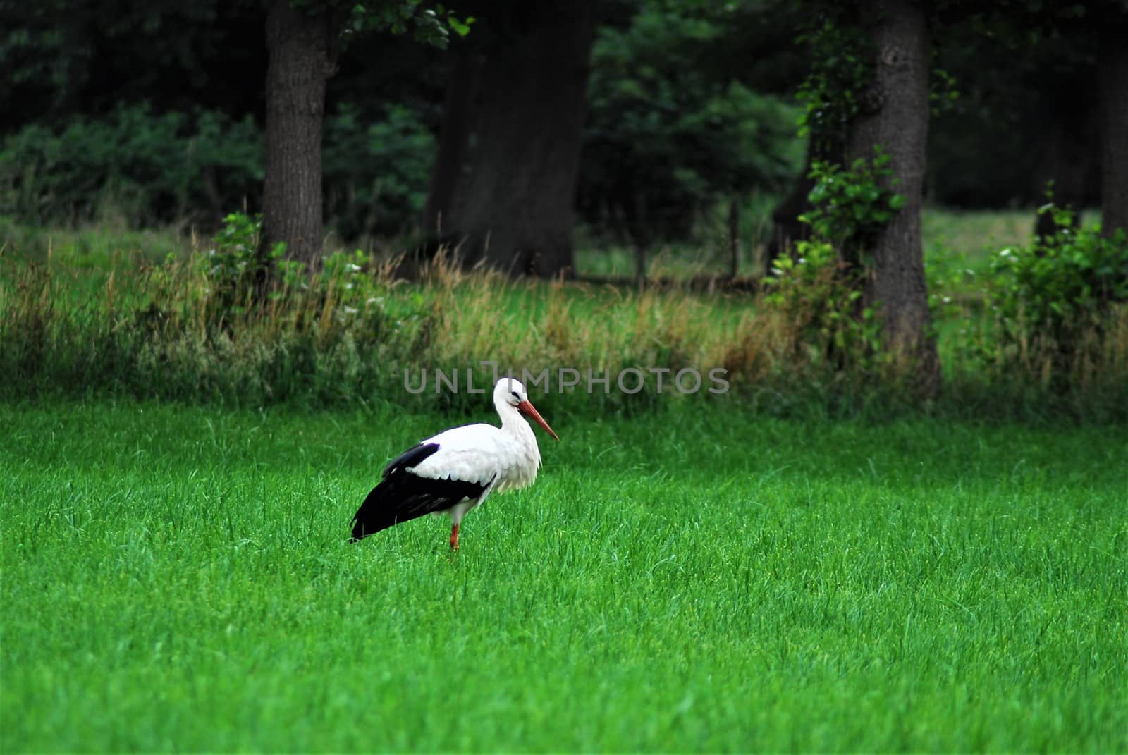 A white storck on a mown pasture by Luise123