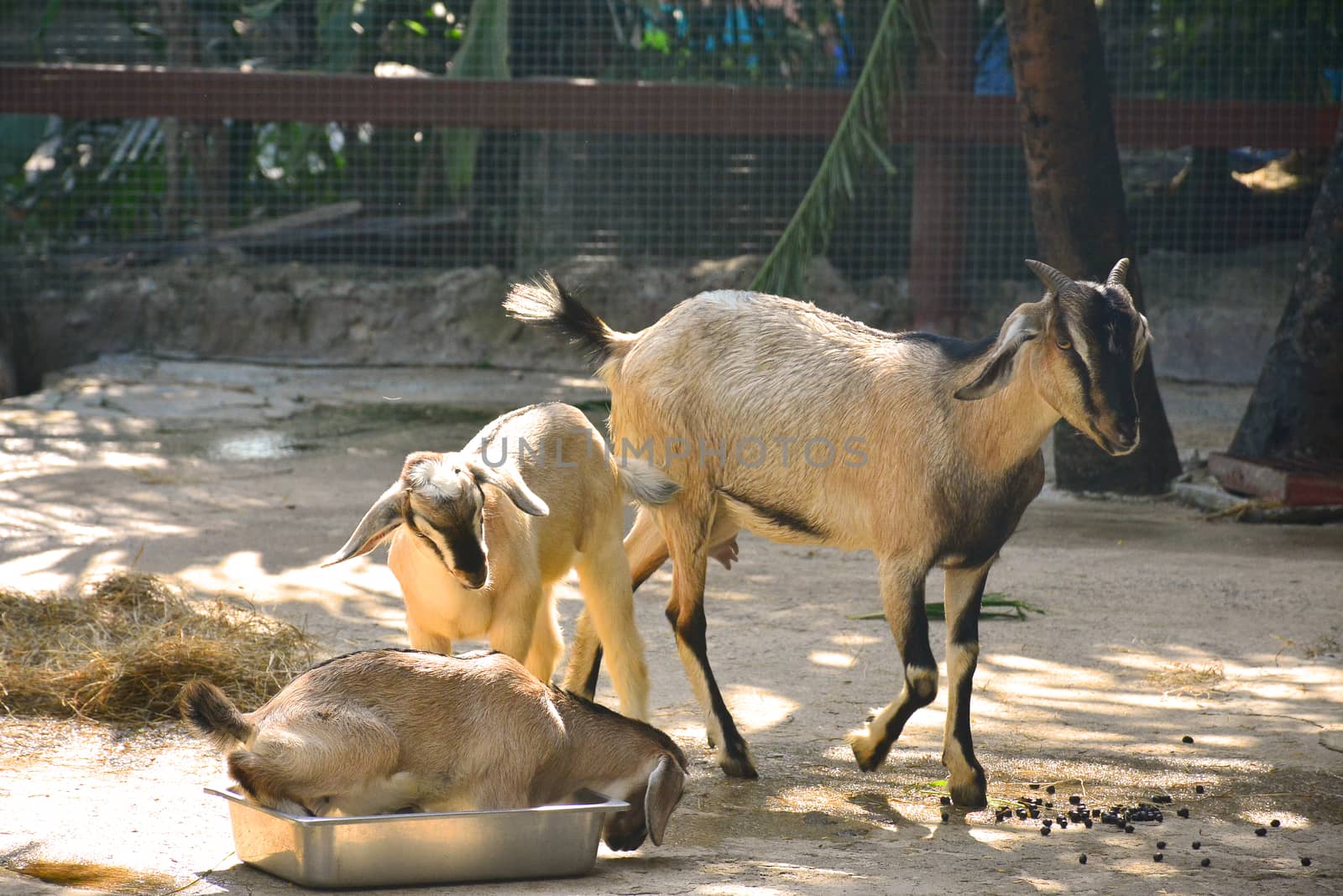 BANGKOK, TH - DEC 13: Goat at Dusit Zoo on December 13, 2016 in Khao Din Park, Bangkok, Thailand. Dusit Zoo is the oldest zoo in Bangkok, Thailand.