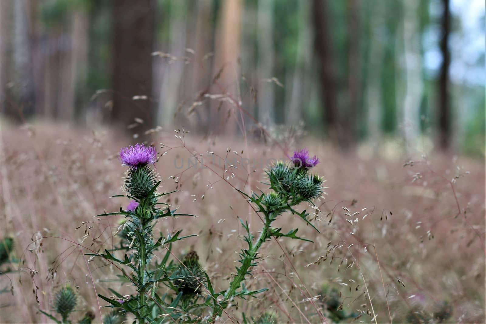 Cirsium vulgare - two common thistles in the forest with dry grass in the background by Luise123