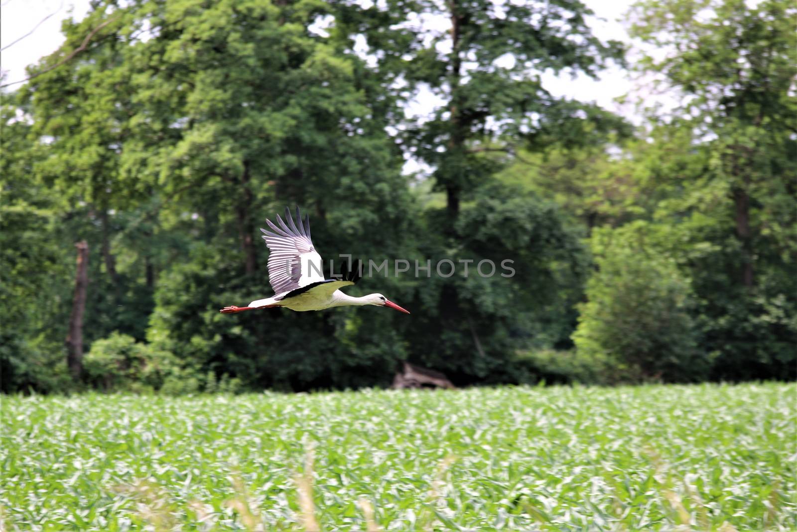 White storck flies over a corn field by Luise123