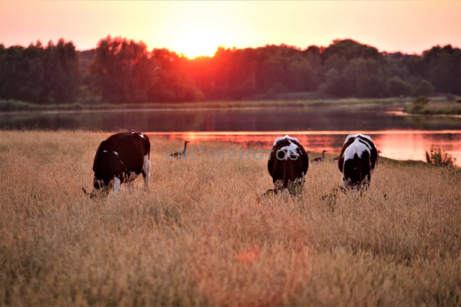 A great sunset with a lake view ,cows in the foreground and bushes and trees in the background