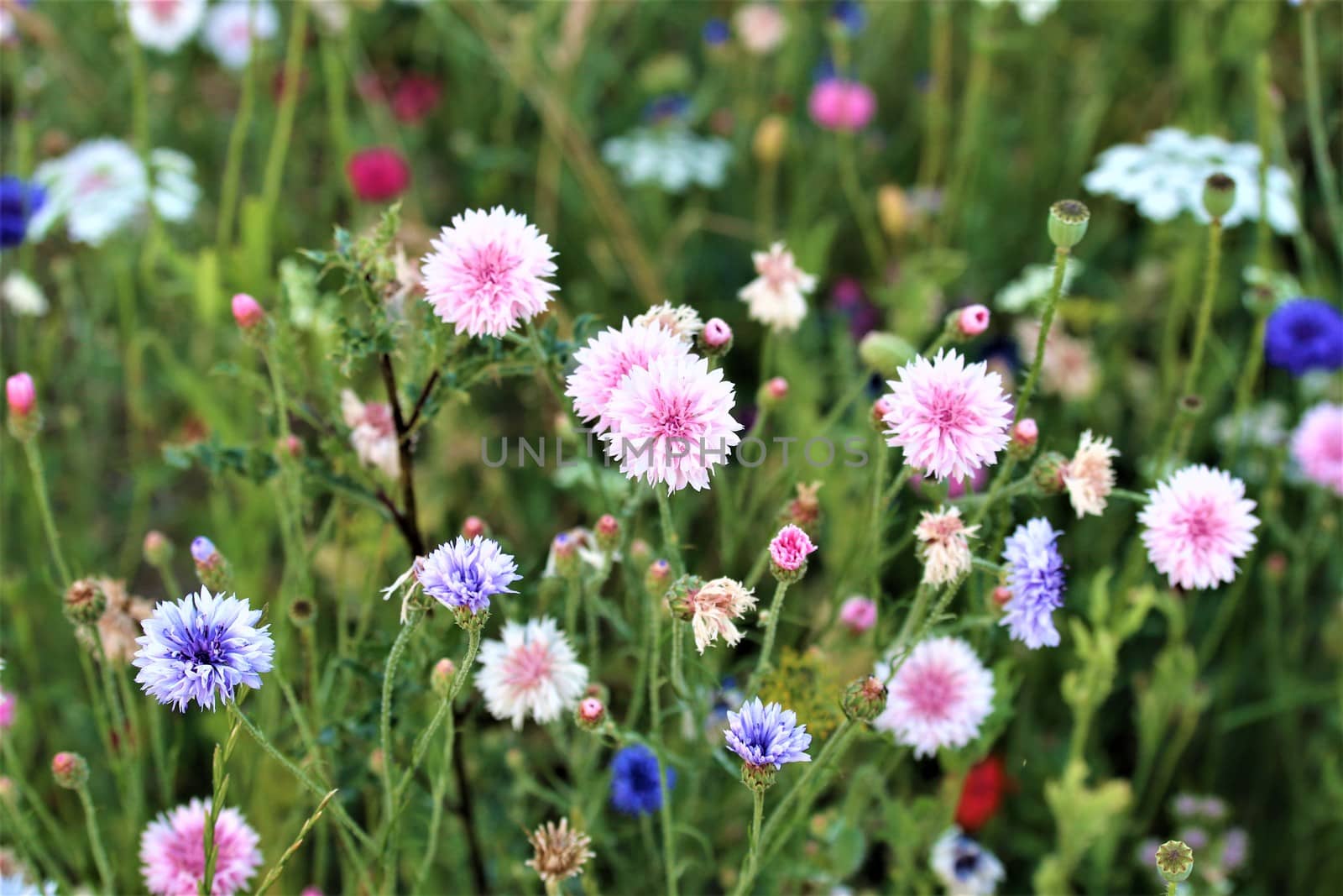 Coloured cornflowers in a flower bed
