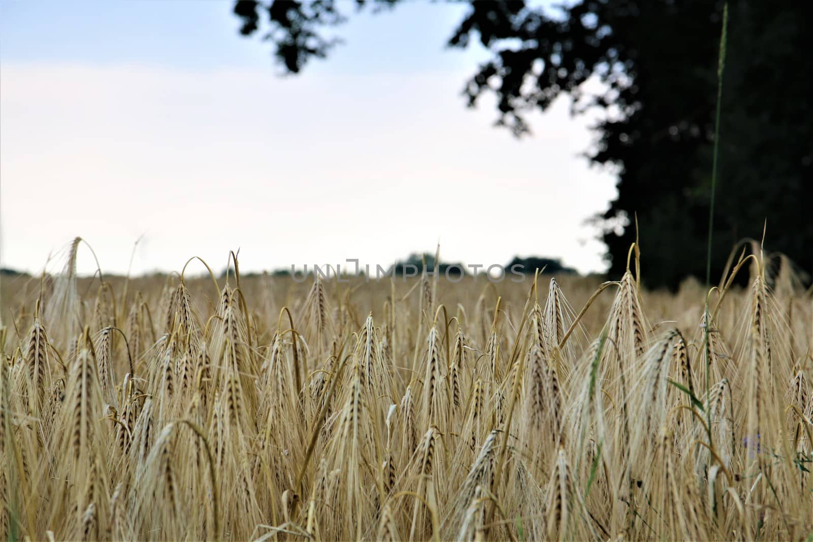 Barley in the field with trees on the side