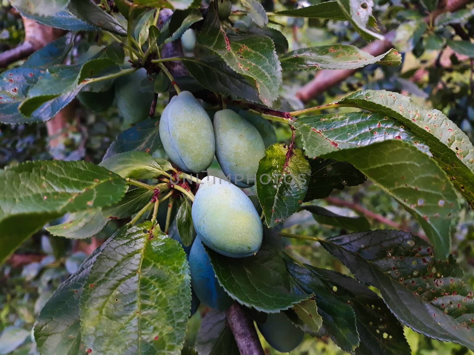 Three unripe plums on a branch with leaves. Zavidovici, Bosnia and Herzegovina.