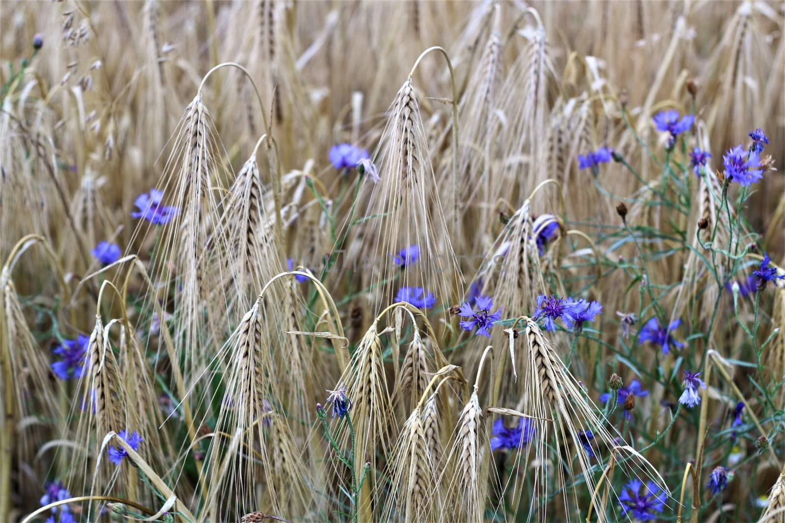 blue cornflowers between cereals in the field