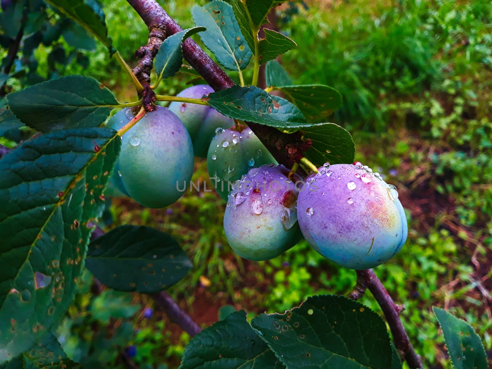 Drops of water after the rain on the green young plums that have begun to ripen. Zavidovici, Bosnia and Herzegovina.