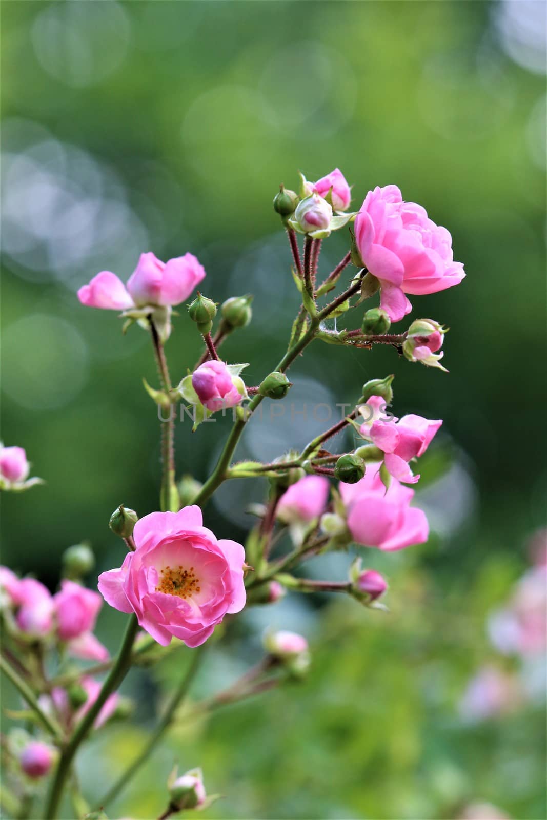 A pink shruh rose against a green background