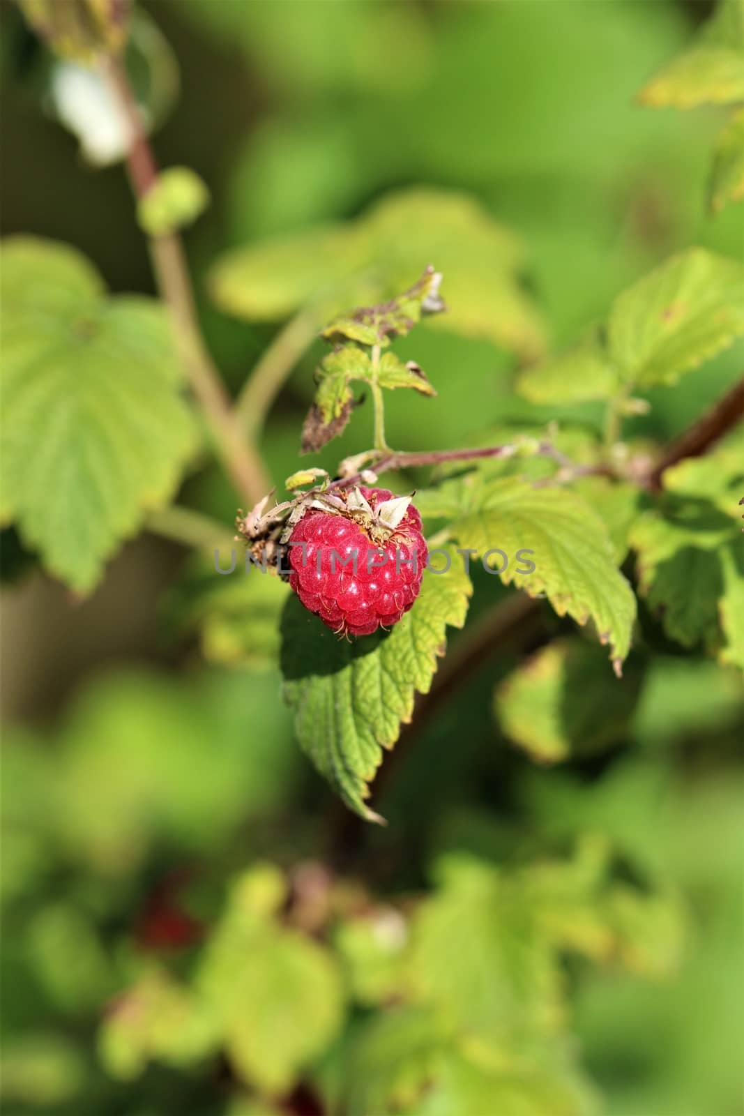 A single red raspberry on raspberry bush with green leaves