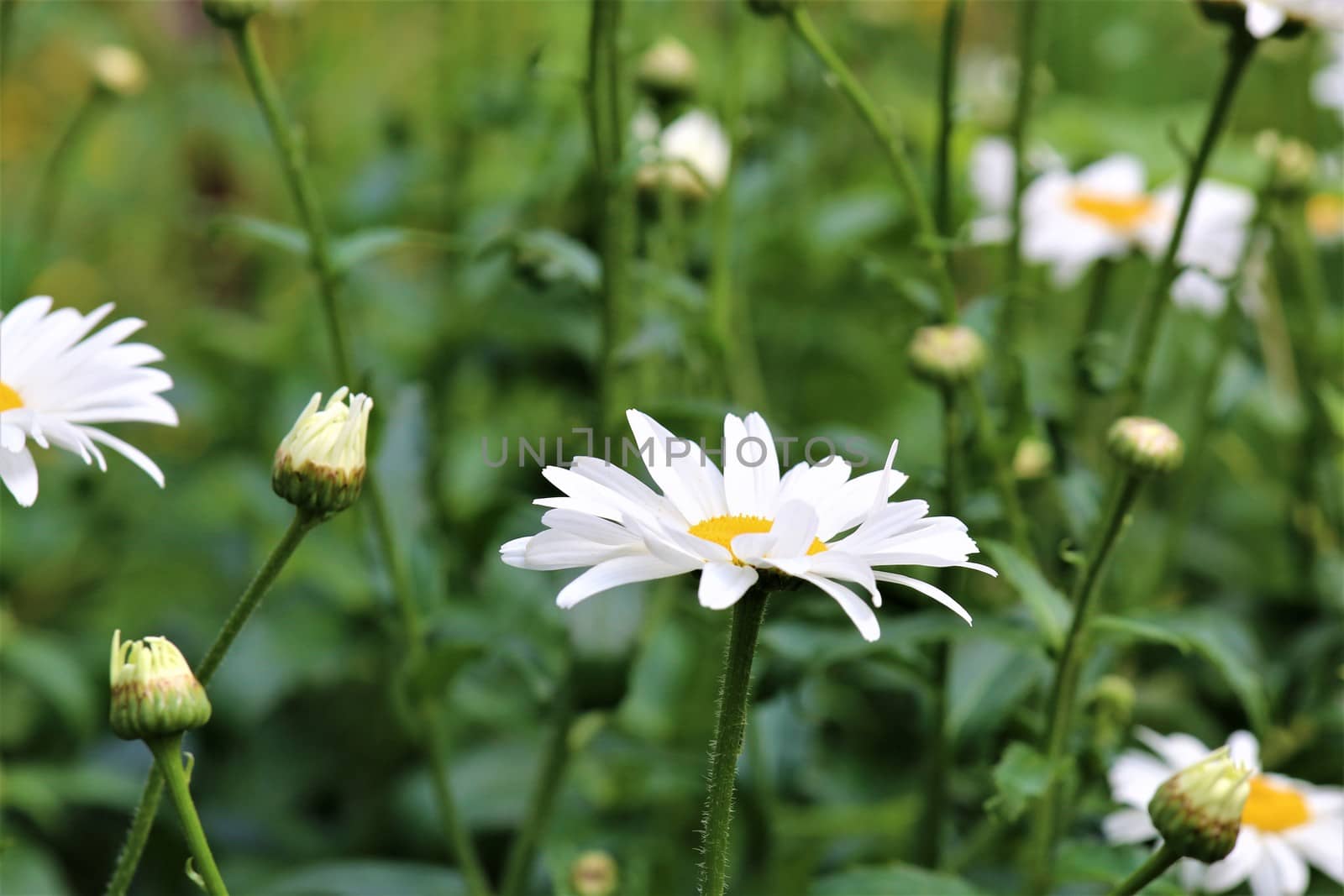 Leucanthemum - marguerite in the side view in the flower bed by Luise123