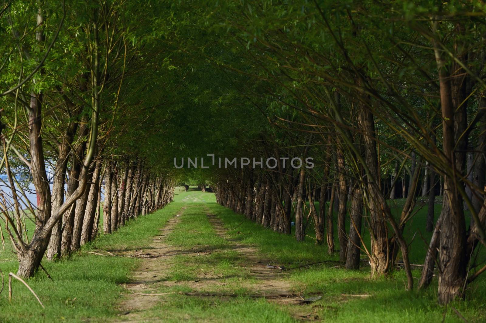 Path in Forest in Summer by jordachelr