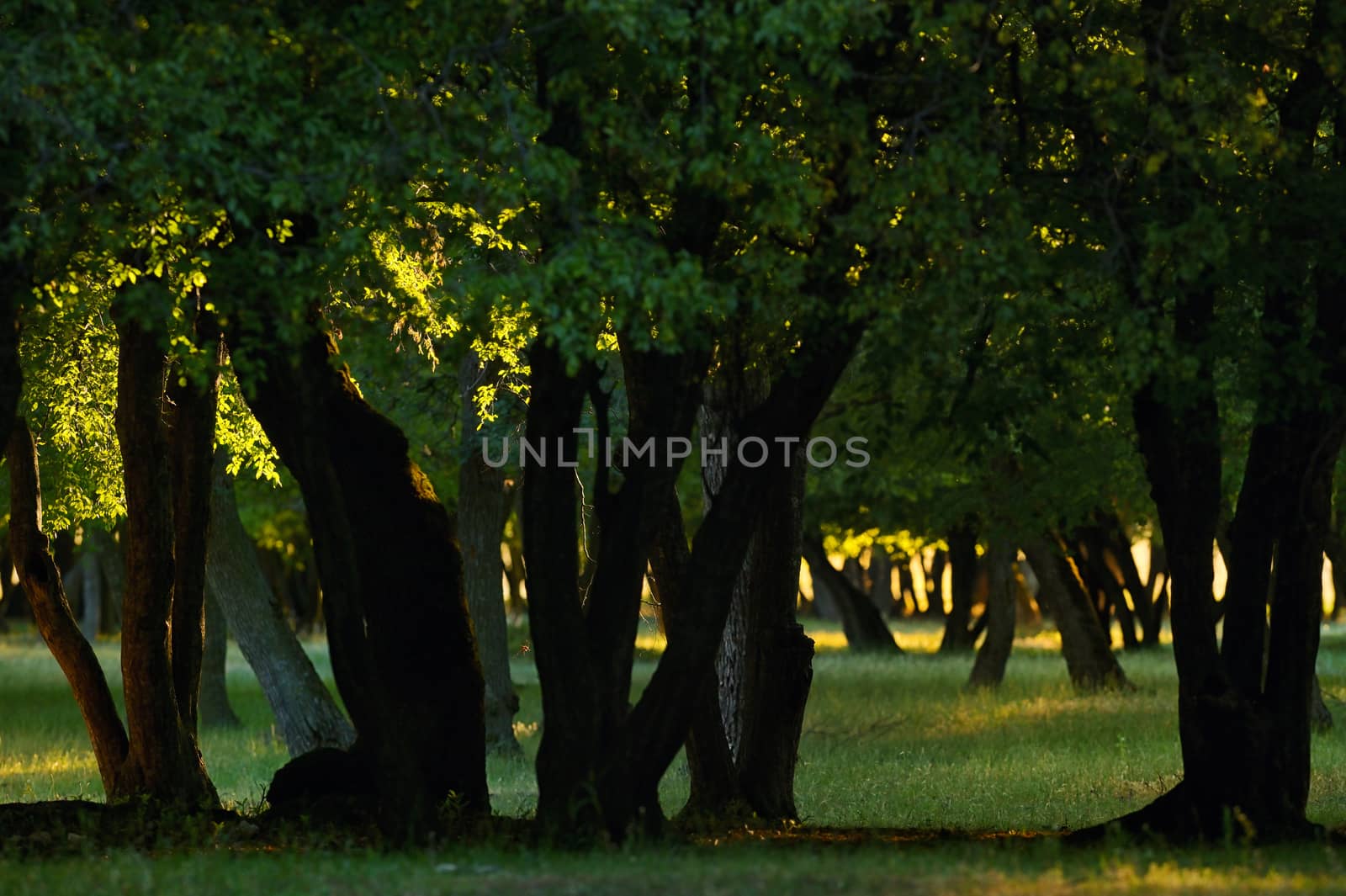 Oak Forest with Sunset Light in Summer by jordachelr