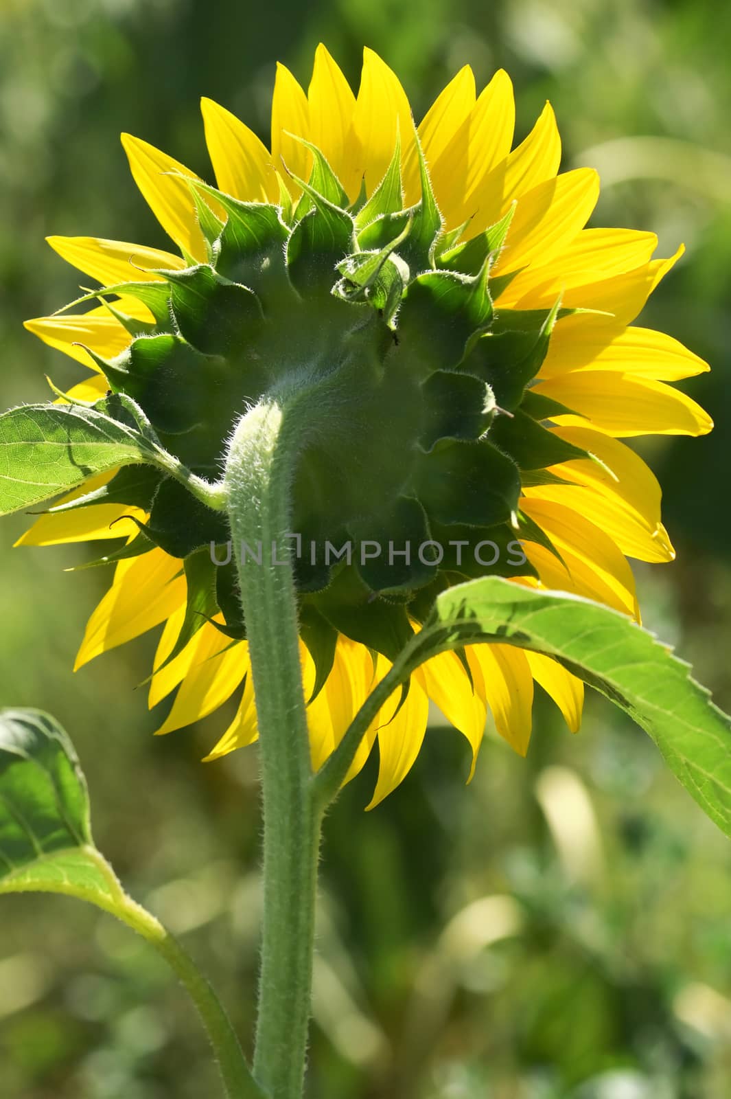 Closeup Sunflower on summer field