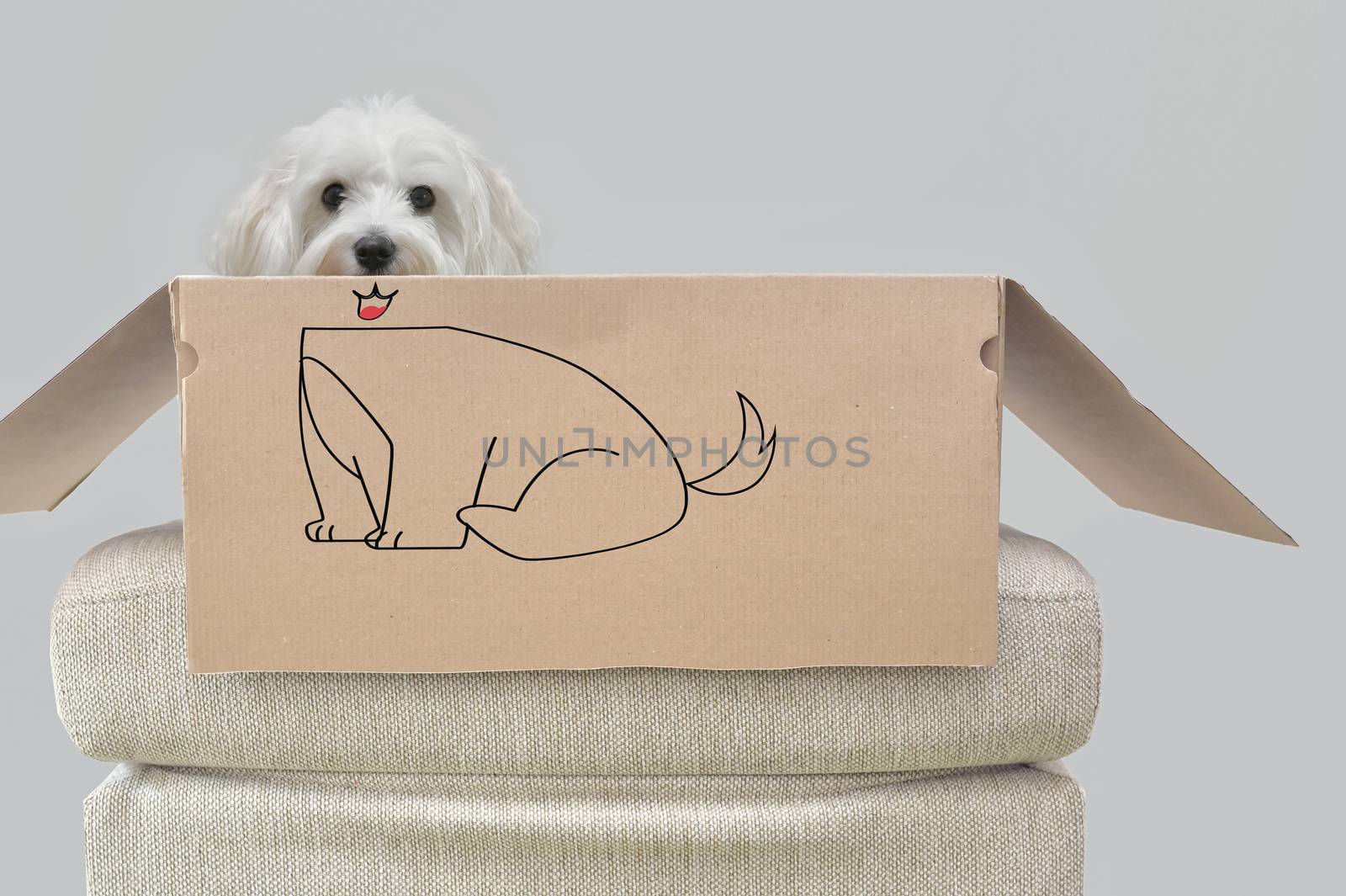 Conceptual Open box with Maltese Dog Sitting by jordachelr