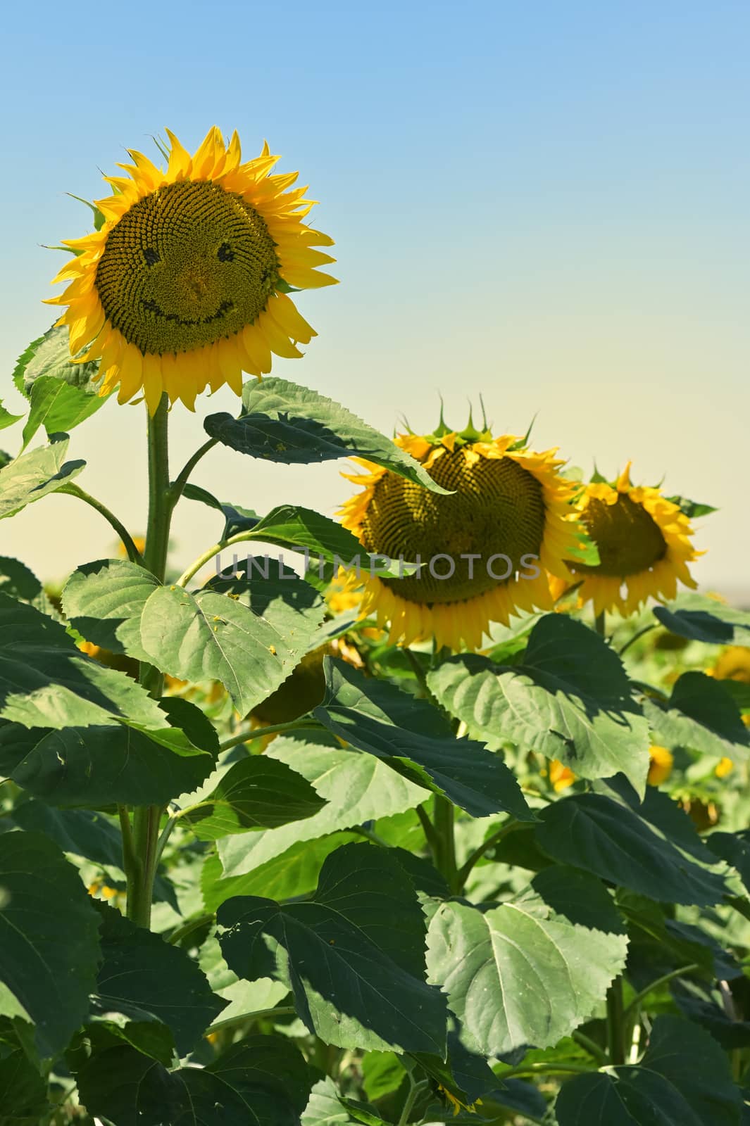 Smiling sunflower on summer field by jordachelr