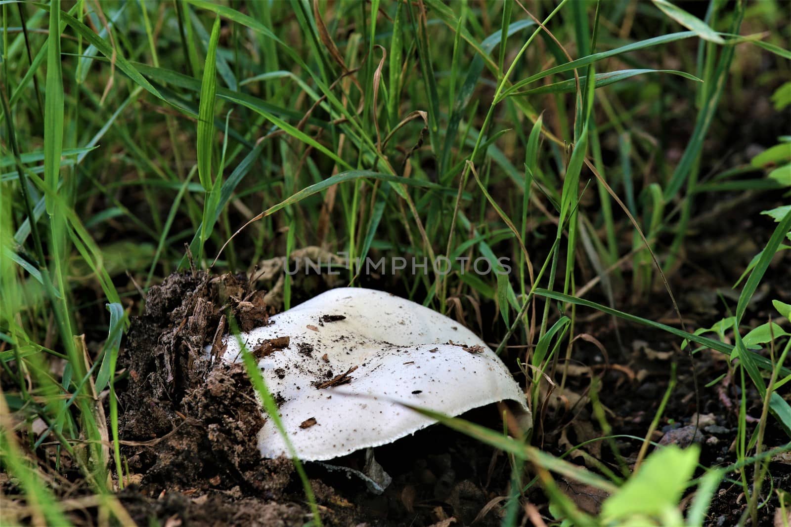 One white mushroom that just grows out of the earth