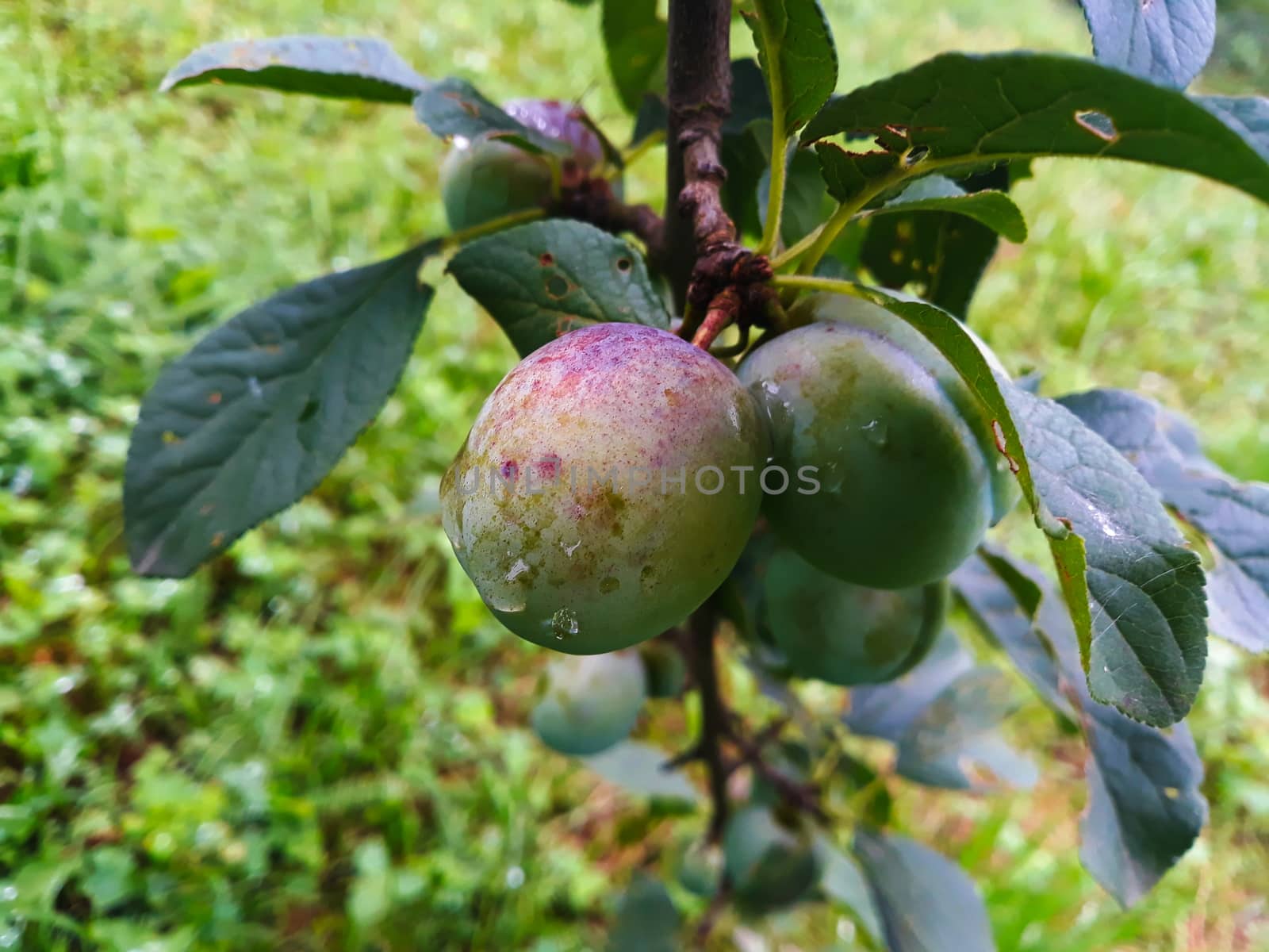 Close up of the green plums that began to get color with water droplets on them. Zavidovici, Bosnia and Herzegovina.