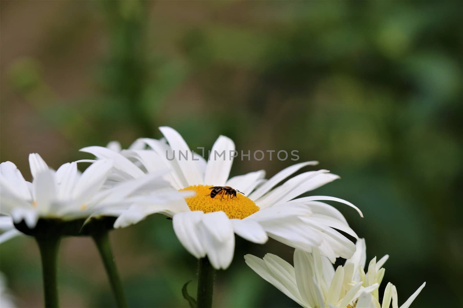 Insect collects pollen on a white vellow daisy