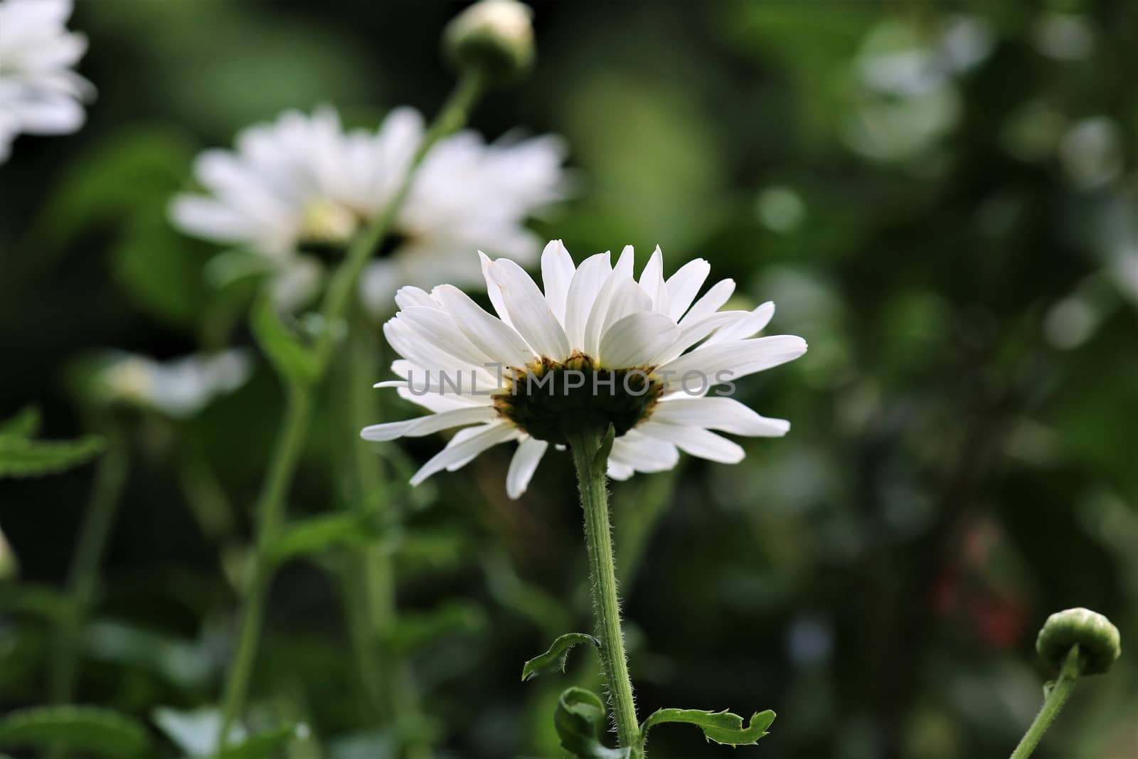 Leucanthemum - marguerite in the side view in the flower bed by Luise123