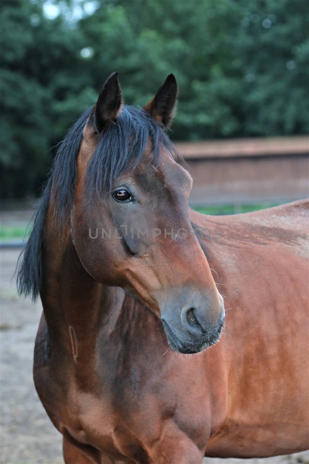 Head of a brown horse as a portrait by Luise123