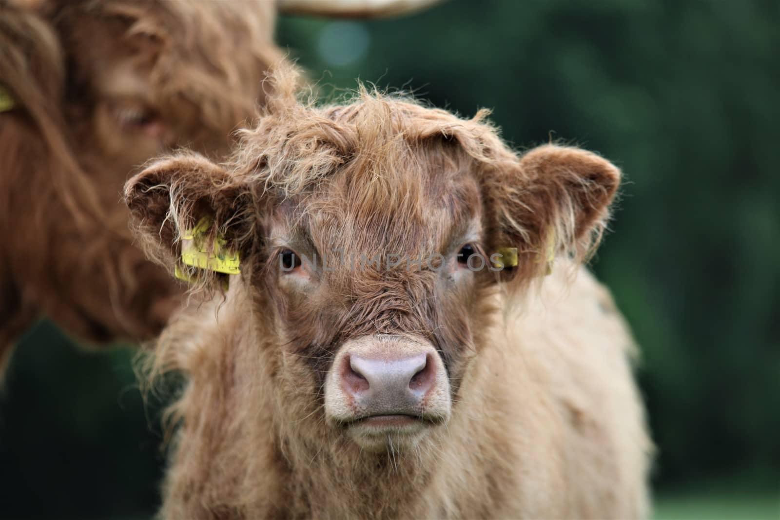 Head of a galloway calf as close-up by Luise123