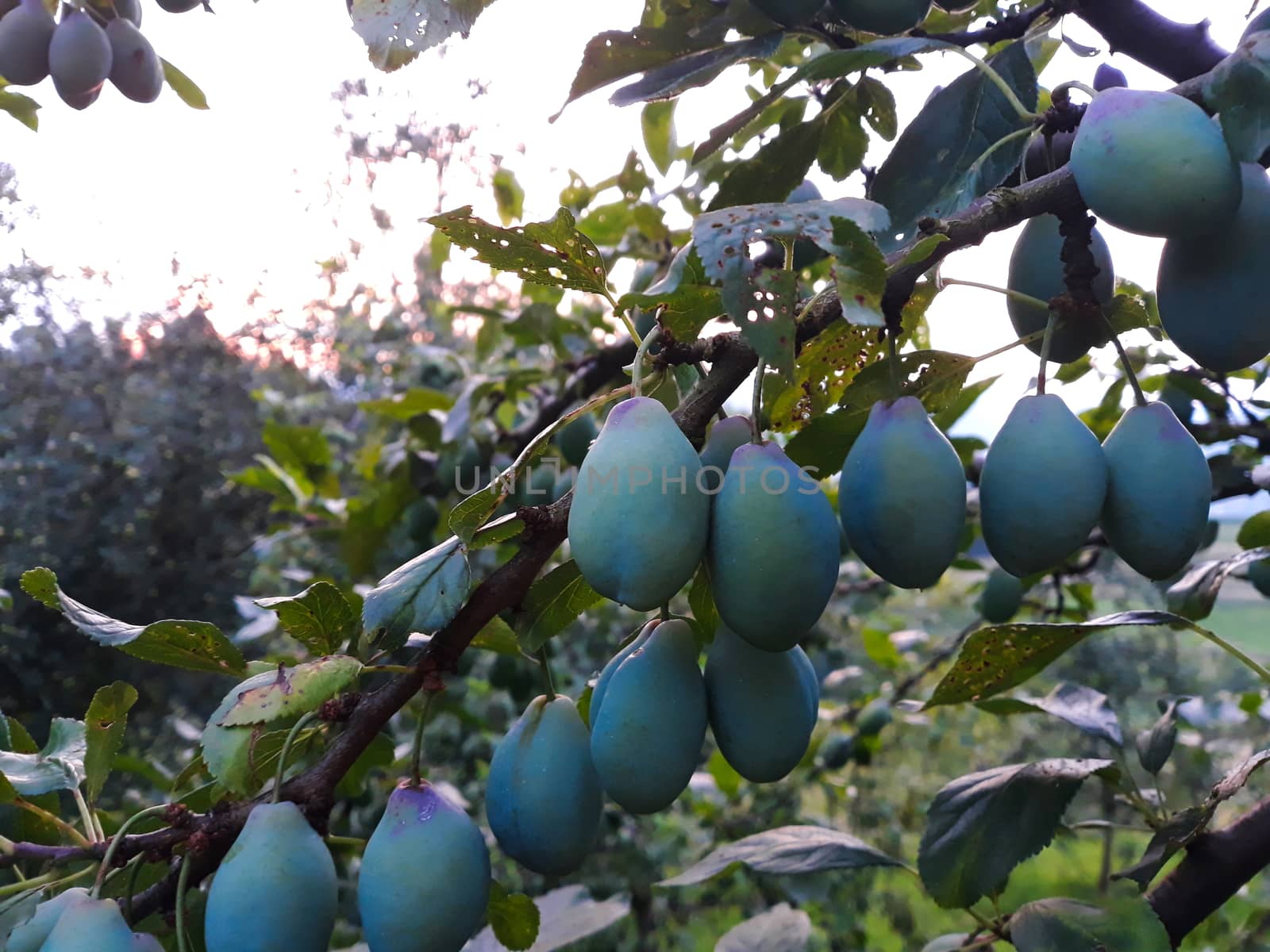 A row of green, unripe plums on a branch. Zavidovici, Bosnia and Herzegovina.