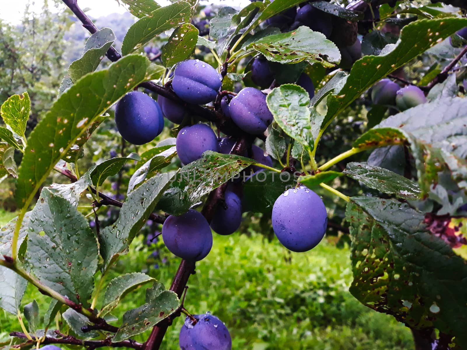 Ripe plums on a branch after rain with water droplets. Zavidovici, Bosnia and Herzegovina.