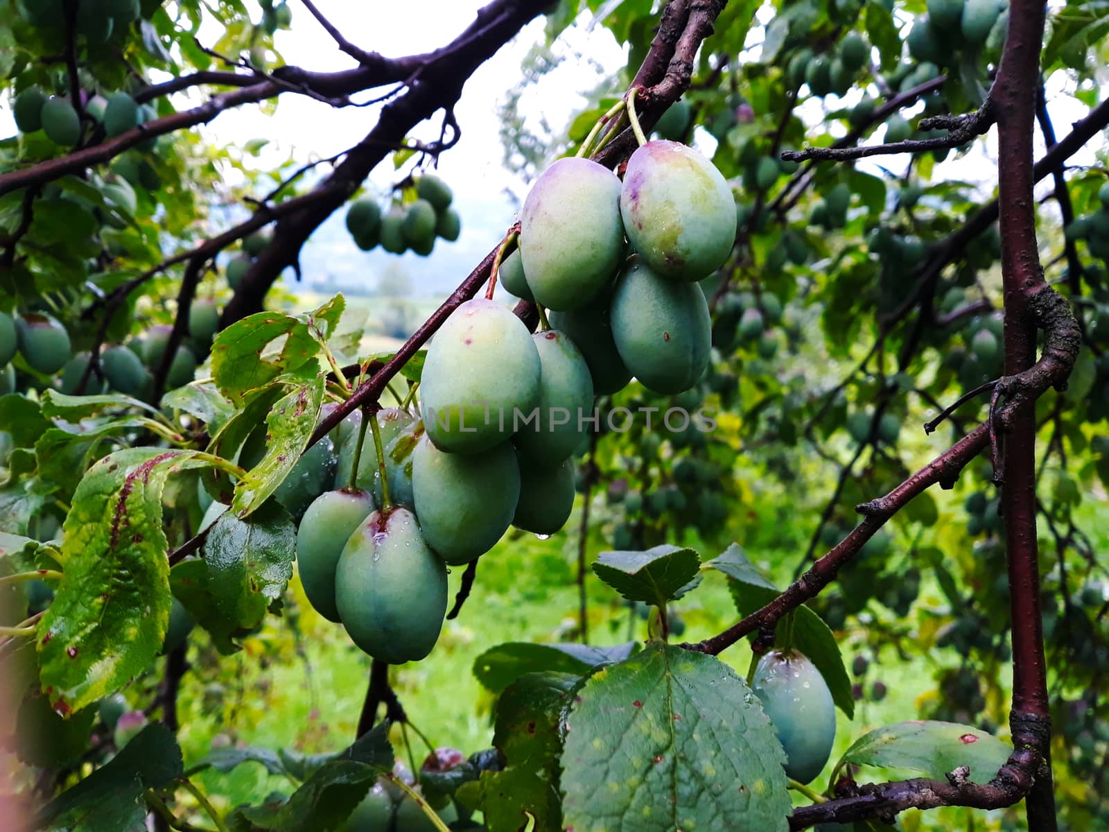 Unripe plums on a branch after rain with water droplets. by mahirrov