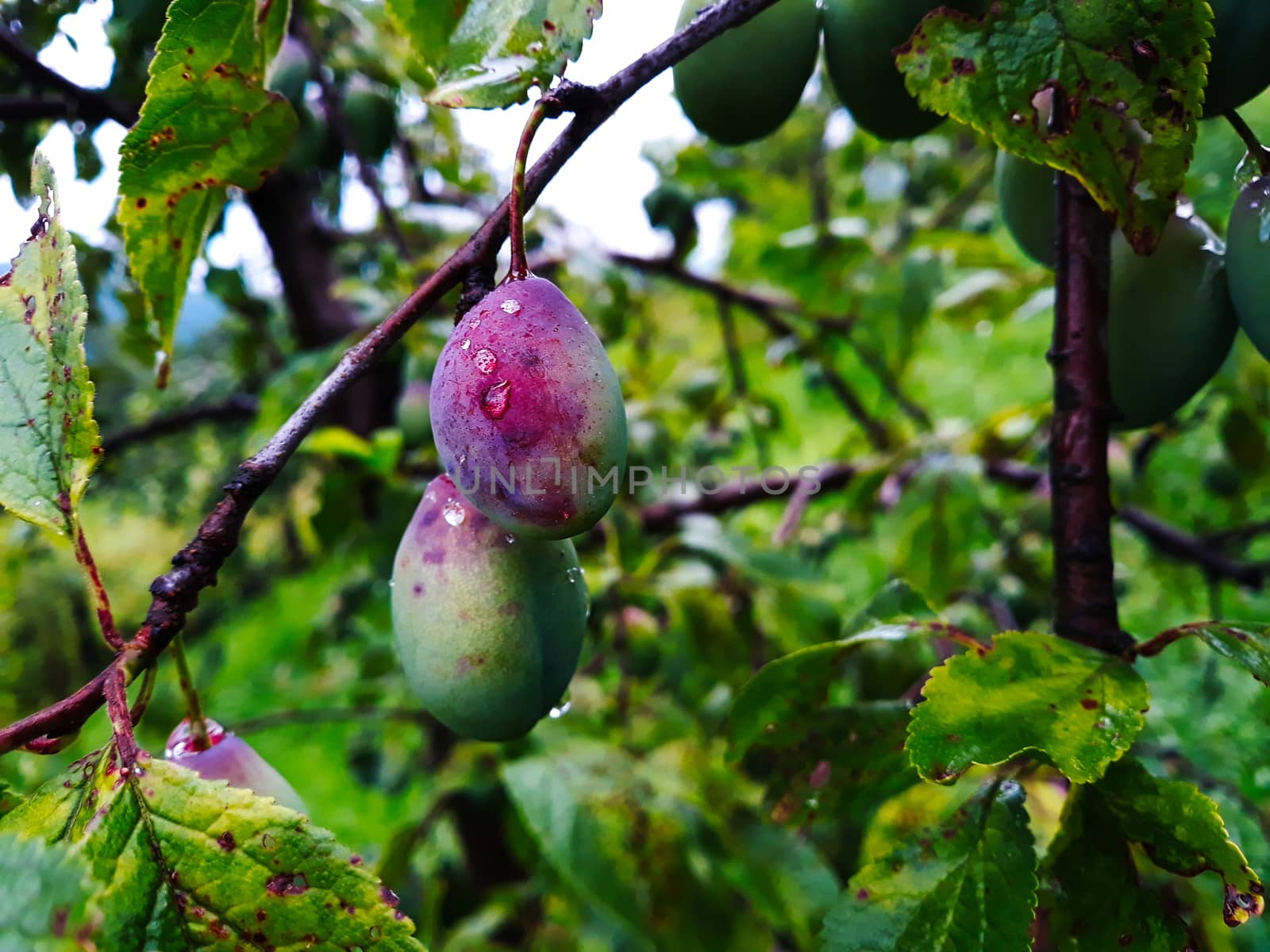 The plums on the branch are starting to turn blue. Painted after the rain with drops of water on it. by mahirrov
