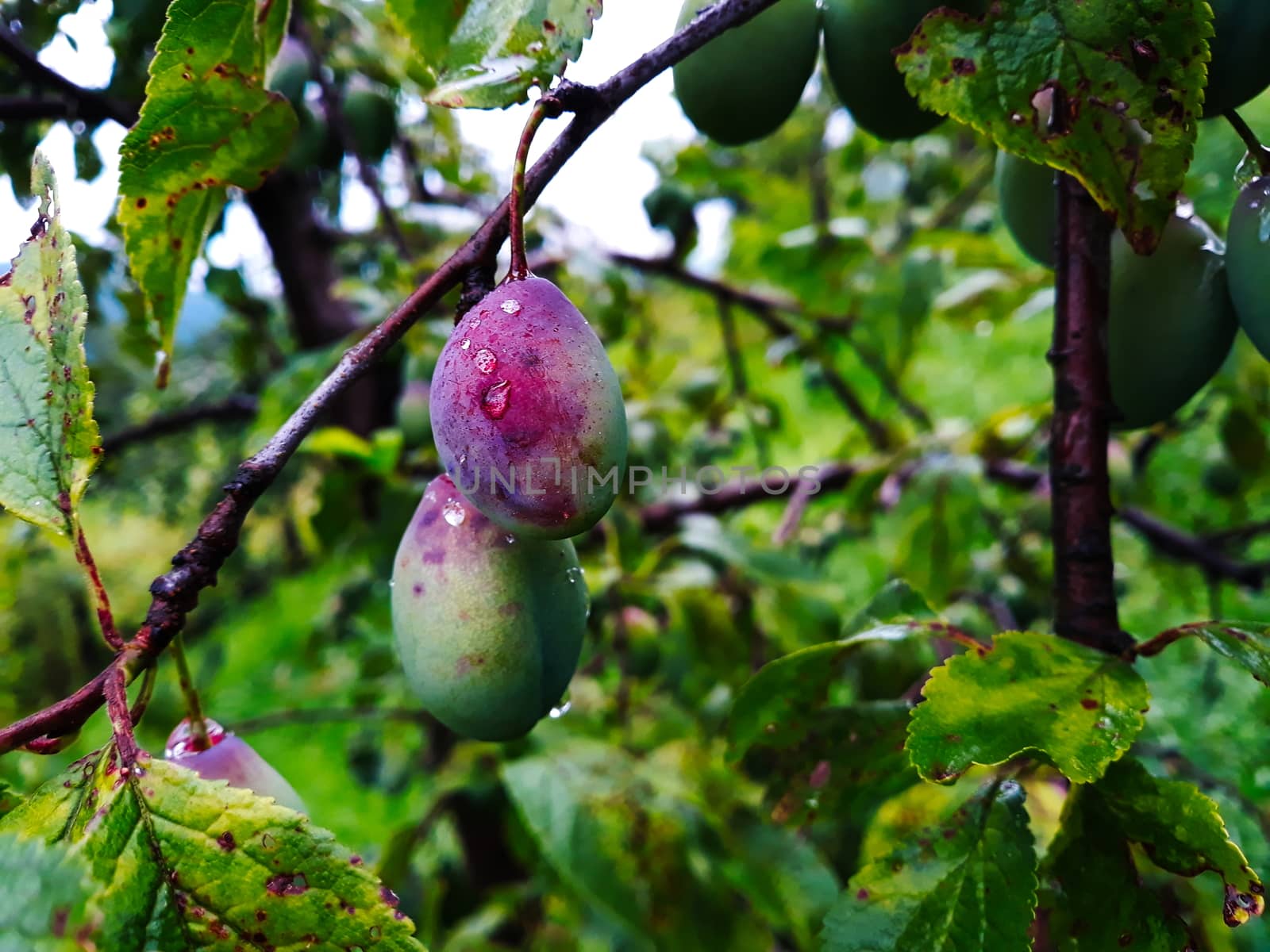 The plums on the branch are starting to turn blue. Painted after the rain with drops of water on it. Zavidovici, Bosnia and Herzegovina.