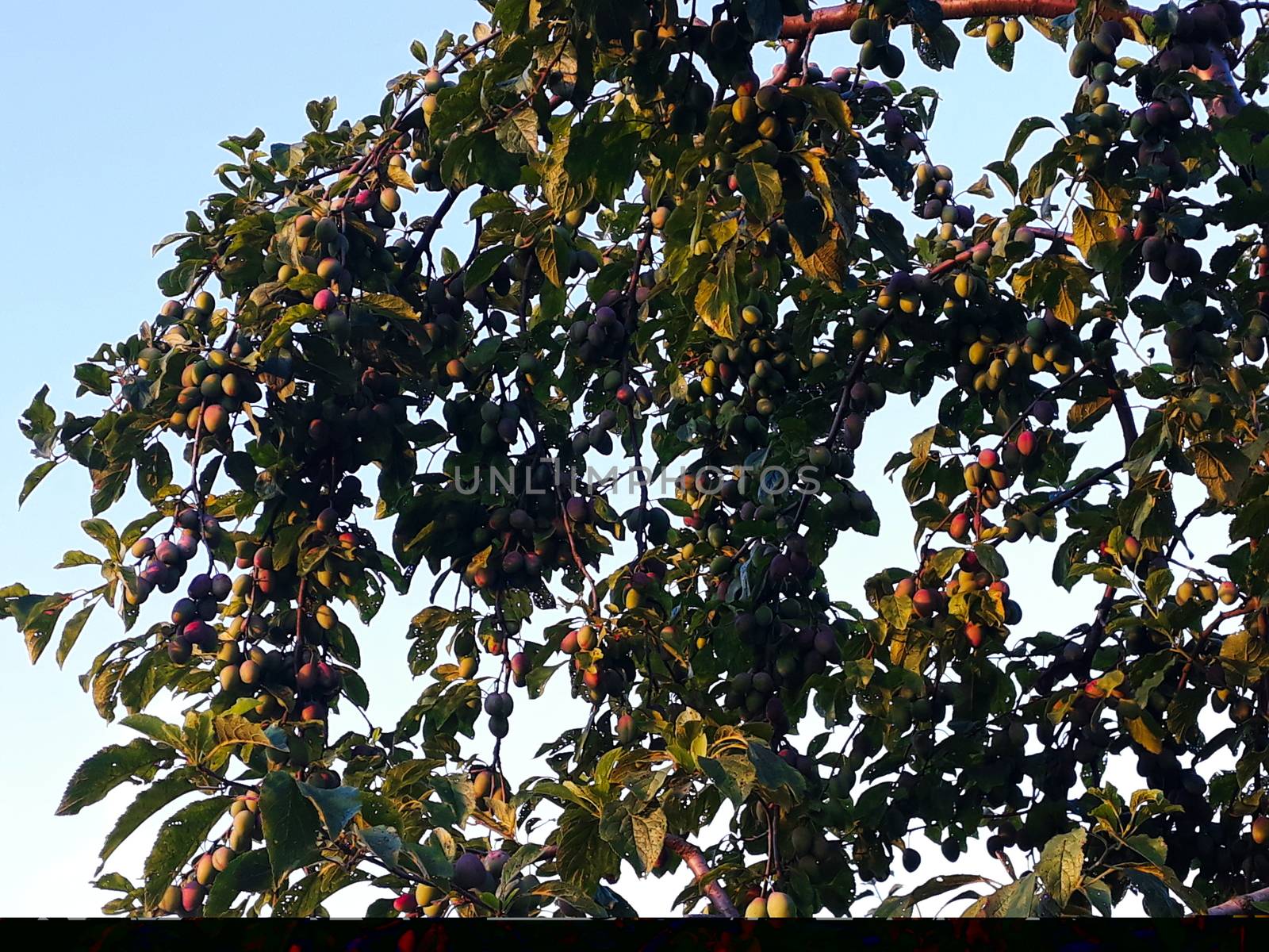 A plum tree with a lot of unripe plum fruits on it. Plum fruits. by mahirrov