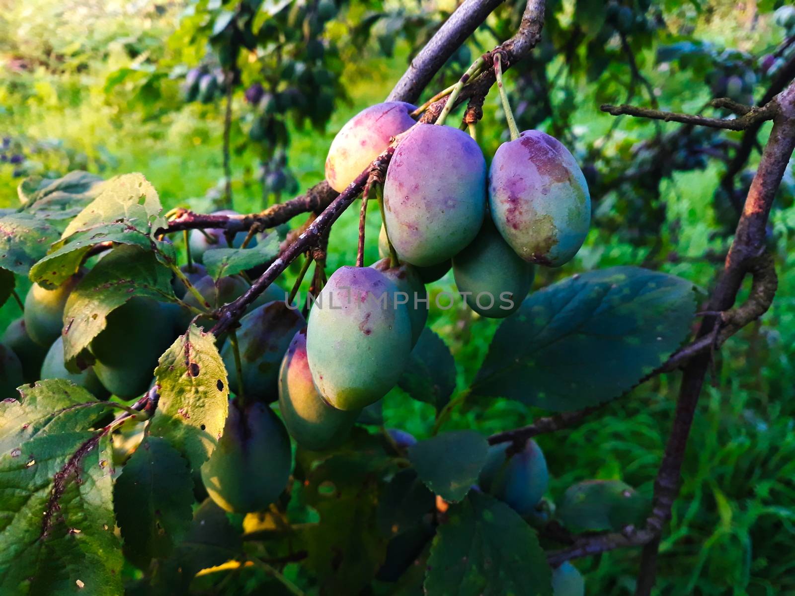 The plum fruit on the branch with the leaves on the tree, just beginning to get blue. In the orchard. Zavidovici, Bosnia and Herzegovina.