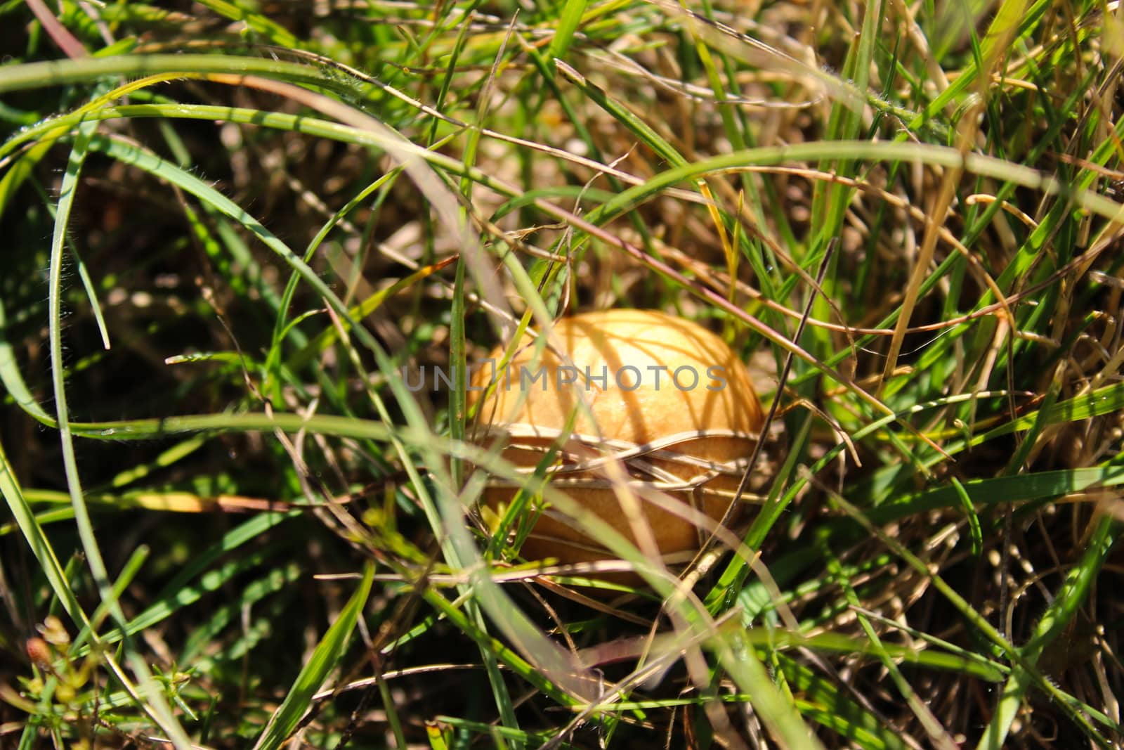 Brown mushroom growing in the grass. by mahirrov